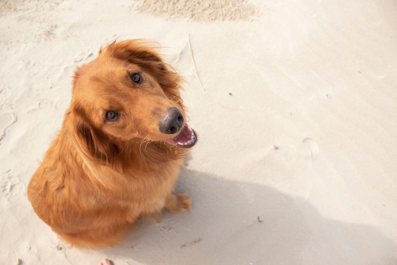 A friendly golden retriever sits happily on a sandy beach looking up.